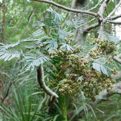 Dasineura rubiformis