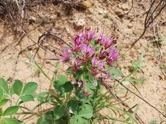 Polanisia dodecandra riograndensis