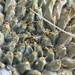 Mammillaria peninsularis - Photo (c) Glenn Ehrenberg, some rights reserved (CC BY-NC), uploaded by Glenn Ehrenberg