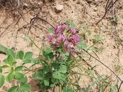 Polanisia dodecandra riograndensis