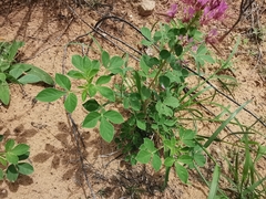 Polanisia dodecandra riograndensis