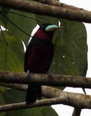 Cymbirhynchus macrorhynchos