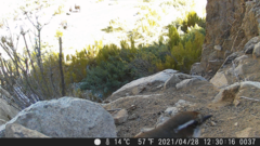 Scelorchilus albicollis