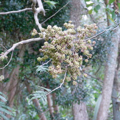 Dasineura rubiformis