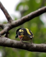 Eurylaimus ochromalus