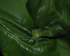 Dryocosmus quercuspalustris