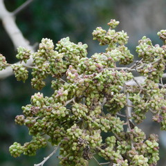 Dasineura rubiformis