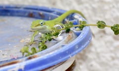 Anolis porcatus