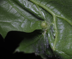 Dryocosmus quercuspalustris