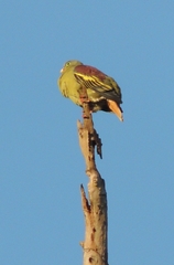 Treron curvirostra