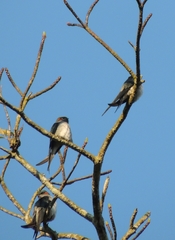 Hemiprocne longipennis