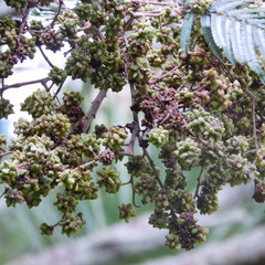 Dasineura rubiformis
