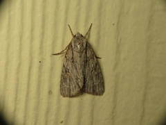 Acronicta thoracica