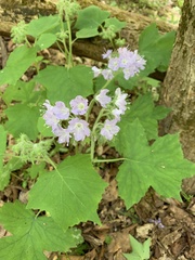 Hydrophyllum appendiculatum