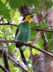 Psarisomus dalhousiae