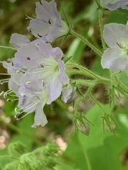Hydrophyllum appendiculatum