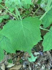 Hydrophyllum appendiculatum