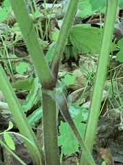 Hydrophyllum appendiculatum