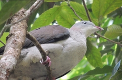Ducula badia