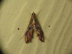 Agathodes monstralis