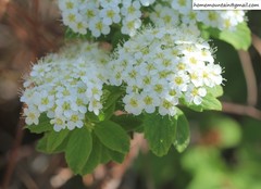 Spiraea ouensanensis