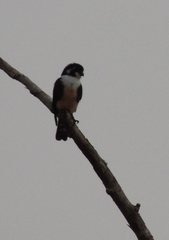 Microhierax fringillarius