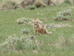 Vulpes velox