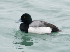 Aythya marila