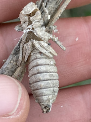 Ophiogomphus rupinsulensis