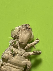 Ophiogomphus rupinsulensis
