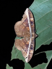 Hemeroblemma opigena