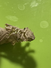 Ophiogomphus rupinsulensis