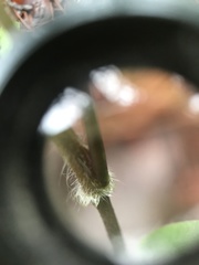 Dichanthelium boscii