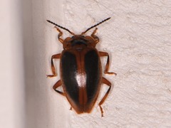 Epipocus cinctus