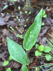 Dichanthelium boscii