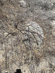 Erythrostemon pannosus