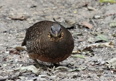 Tropicoperdix chloropus