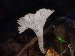 Craterellus undulatus