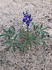 Lupinus pusillus intermontanus
