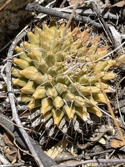 Mammillaria peninsularis