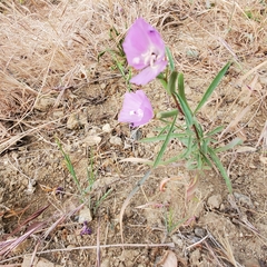 Clarkia bottae