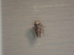 Paraphlepsius collitus