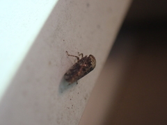 Paraphlepsius collitus