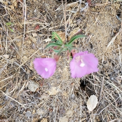 Clarkia bottae