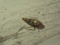 Paraphlepsius collitus