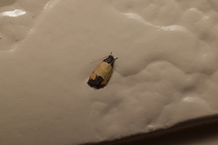 Tyrolimnas anthraconesa