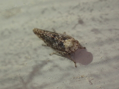 Paraphlepsius collitus