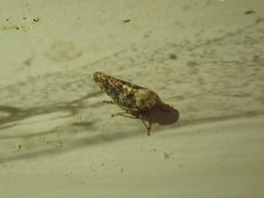 Paraphlepsius collitus