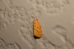 Stigmatophora flava leacrita