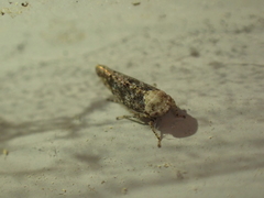 Paraphlepsius collitus